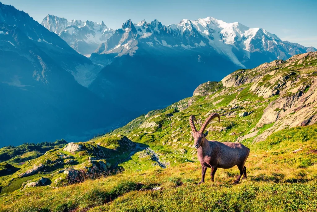 Alpin stenbuk over Chamonix skaleret