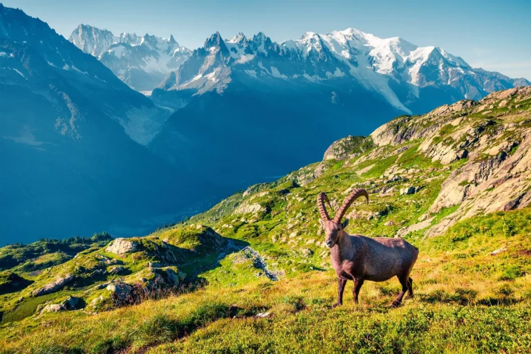 Альпийские горные козлы над Шамони